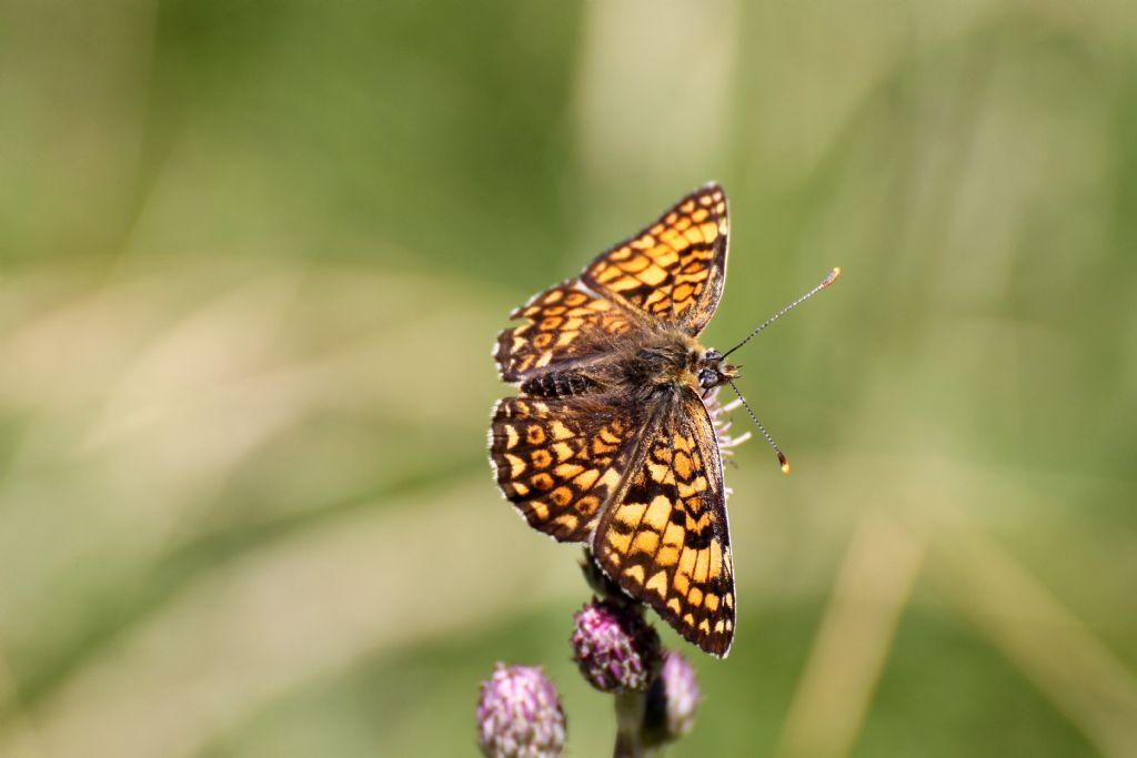 Melitaea cinxia? No, Melitaea phoebe